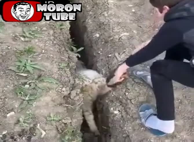 Video :The sheep that enjoyed getting into a lot of trouble